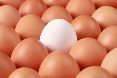 One white egg surrounded by brown eggs in a box. The focus is on the white egg.の写真素材