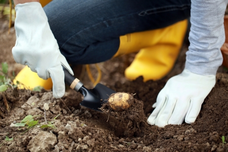 A woman s hand holds a garden shovel with a potatoの写真素材