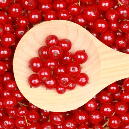 Freshly picked red currants on a wooden spoonの写真素材