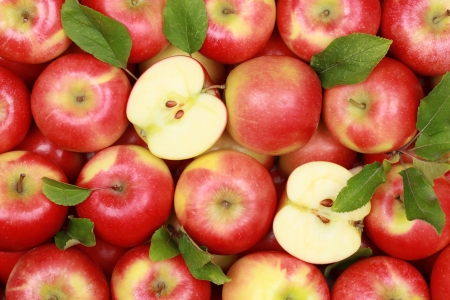 Group of red apples with their leavesの写真素材
