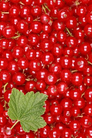 Freshly picked red currants with a leaf forming a background with copy spaceの写真素材