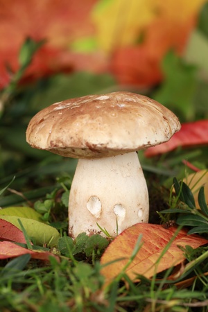 Big porcini mushroom in a forest in autumnの写真素材