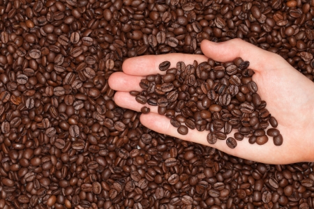 Roasted coffee beans on a hand with copy spaceの写真素材
