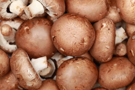 Collection of brown mushrooms forming a backgroundの写真素材