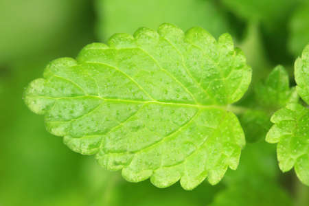 Close up of a fresh mint leaf (herb)の写真素材