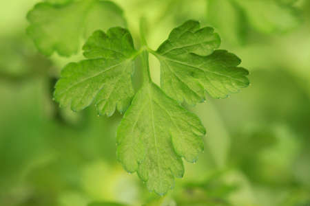 Close up of a fresh parsley leaf (herb)の写真素材