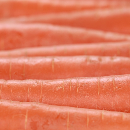 Group of carrots in a row forming a background
の写真素材