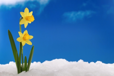 In winter or spring the first daffodils come through the snowの写真素材