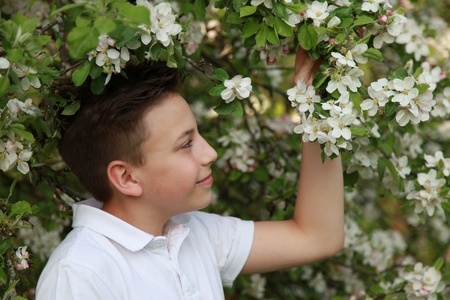 Young boy under a blooming apple tree in springの写真素材