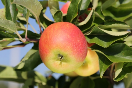 Apples hanging on an apple tree in autumn in a gardenの写真素材