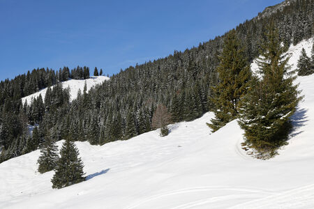 Snow covered forest with trees in the mountains in winterの写真素材