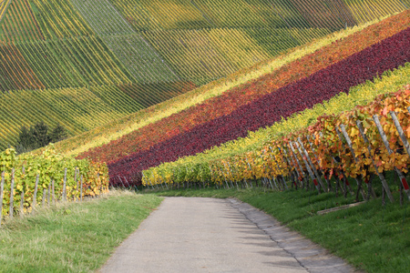 Path in the colorful vineyards in autumn with wine grapesの写真素材