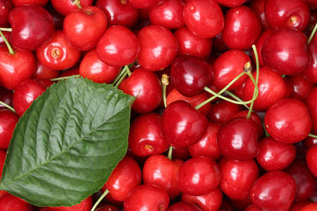 Red cherries with a leaf forming a background in summer