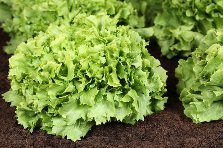 Lettuce in vegetable garden or on a field in natureの写真素材