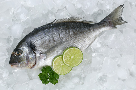 Fresh fish gilthead on ice in a restaurantの写真素材