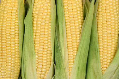 Corn cobs or maize in summer during harvest