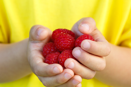 Raspberries berry fruits raspberry berries fruit summer hands holding child kid little boy outdoorの写真素材