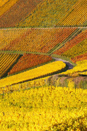 Vineyards wine autumn fall season colorful leaves nature portrait format in Germanyの写真素材
