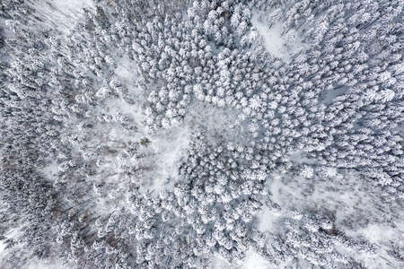 Winter snow trees tree forest woods cold season aerial photo view background backgroundsの写真素材