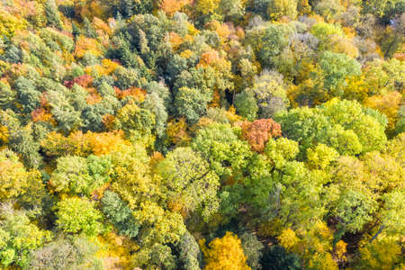 Autumn fall trees tree forest woods colorful leaves season aerial photo view travelの写真素材