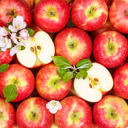 Apples fruits red apple fruit with leaves from above square background slicedの写真素材