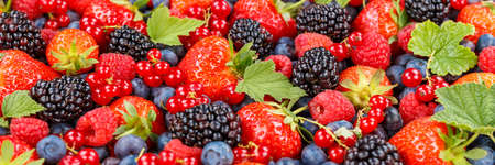 Berries fruits berry fruit strawberries strawberry blueberries blueberry panorama summerの写真素材