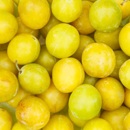Mirabelles fruits mirabelle plum fruit background square from aboveの写真素材