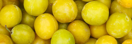 Mirabelles fruits mirabelle plum fruit background panorama from aboveの写真素材