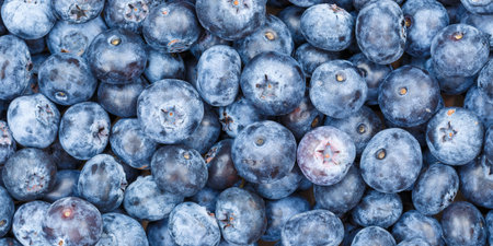 Blueberries berries fruits blueberry berry bilberry bilberries fruit background panorama summerの写真素材