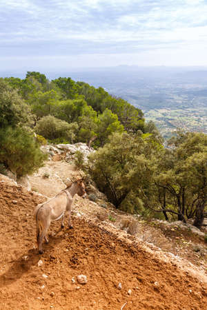 Donkey with view on landscape scenery at Castell Alaro Mallorca travel traveling holidays vacation portrait format tourism in Spainの写真素材