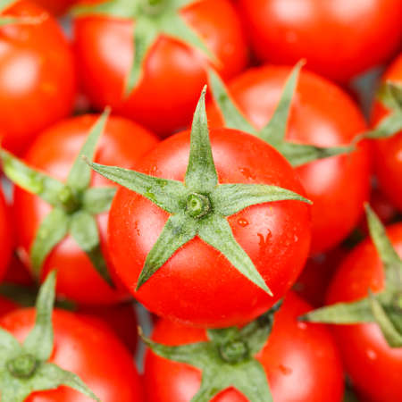 Tomato tomatoes tomatoes vegetable vegetables from above square top viewの写真素材