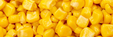 Corn background vegetable vegetables from above panorama top viewの写真素材