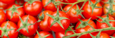 Tomato tomatoes tomatoes vegetable vegetables from above panorama top viewの写真素材