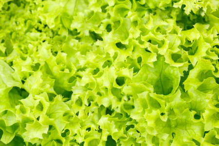 Lettuce endive salad background vegetable vegetables from above healthy eating freshの写真素材