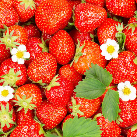 Strawberries berries fruits strawberry berry fruit from above with leaves and blossoms square freshの写真素材