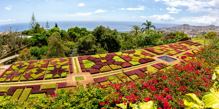 Flowers and plants in botanical garden of Funchal travel panorama on Madeira island in Portugalの写真素材