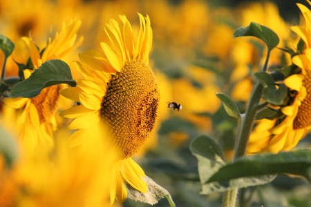 Bee, Sunflowers at Constantの写真素材
