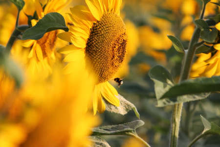 Bee, Sunflowers at Constantの写真素材