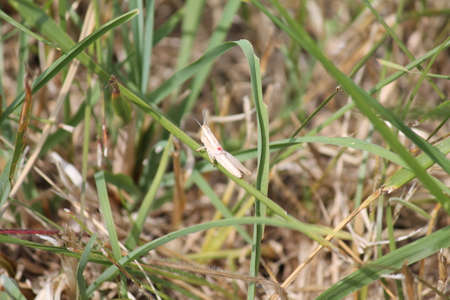 Large Cricket On Grassの写真素材