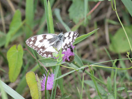 Grey an white patterned Butterfliesの写真素材