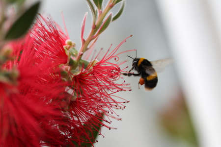 Bumble Bee Close Upの写真素材