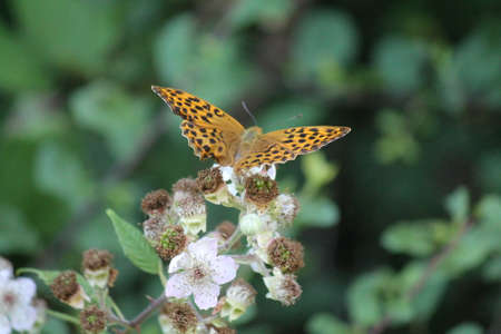 Black spotted Butterflyの写真素材