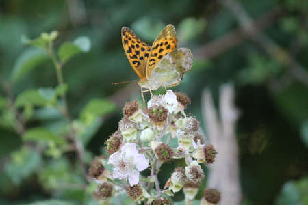 Black Spotted Butterflyの写真素材