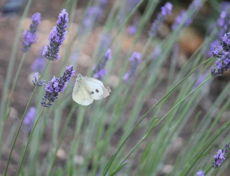 Spotted White Butterflyの写真素材