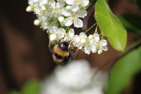 Bee Gathering Pollenの写真素材