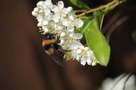 Bee Gathering Pollenの写真素材