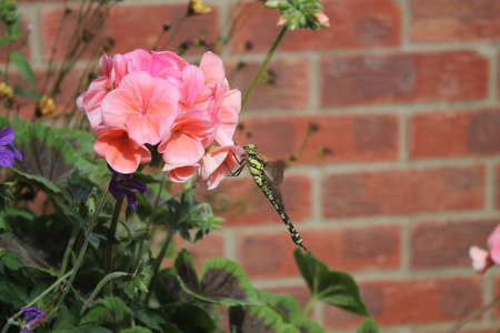 Magnificent Dragonflyの写真素材