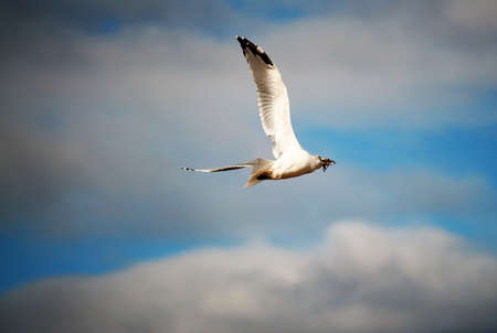 Seagull with his Catchの写真素材
