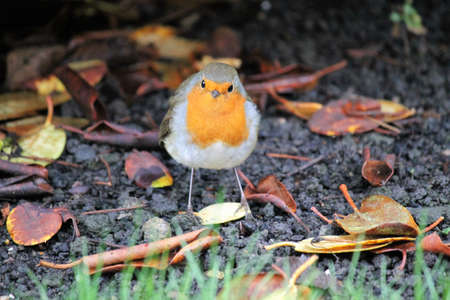 Robinの写真素材