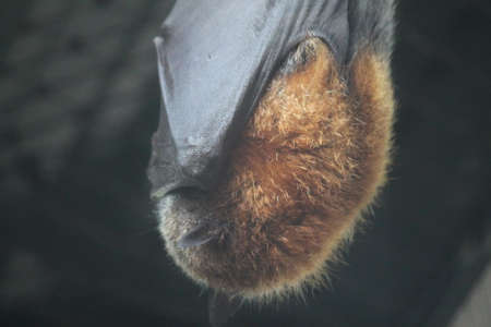 Sleeping Bat close upの写真素材